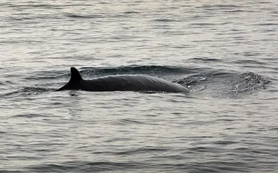 There's a whale in Long Beach Harbor. Scientists helped it escape. It turned around and came back